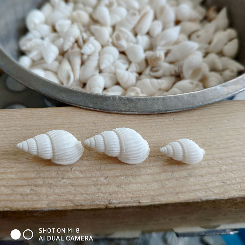 Natural Zeuxis & Nassarius She - Marine Aquarium ulasan dan harga